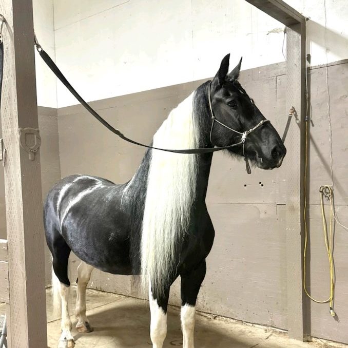 A Barock Pinto horse, black with white mane and white markings.