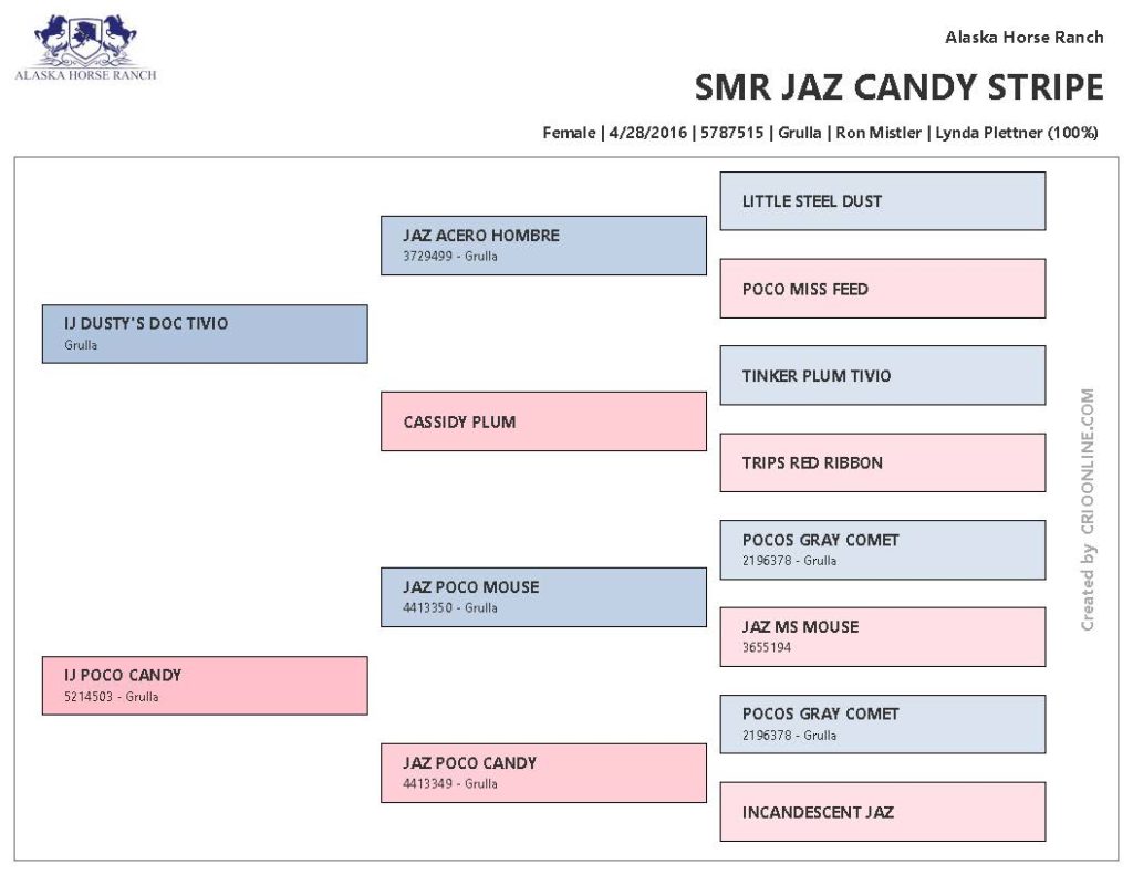 Pedigree - SMR Jaz Candy Stripe